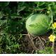 #168西瓜Water melon