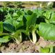 白菜Chinese white cabbage