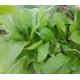 小棠菜苗 Brassica rapa chinensis