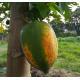 有機(紅肉)木瓜 papaya(mature)