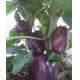 紫色菜椒 Purple Bell Pepper