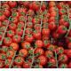 荷蘭有機_紅色串串車厘茄 cherry tomato