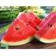 (每隻約18磅_可以半只)沒認證有機種植紅肉有核西瓜 Watermelon	