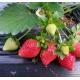 本地有機草莓(200~250g) Strawberry