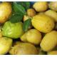 本港有機檸檬 Lemon