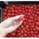 荷蘭_有機車厘茄(250g) Cherry Tomato
