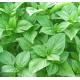青色九層塔 Purple basil