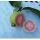 有機(紅肉)番石榴 Red guava
