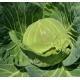 有機_(圓)椰菜 Green cabbage