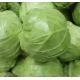 圓椰菜 Green cabbage