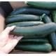 荷蘭_有機脆肉瓜 Zucchinni