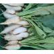 白蘿蔔連葉 Radish with leaves