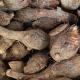 芋頭 仔 Small Taro