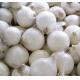 白洋蔥 white onion
