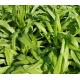 油麥菜苗 Indian Lettuce