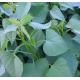 番薯苗 Sweet potato leaves