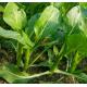 菜芯苗 Small Flowering Cabbage