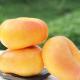 (沒認證)_互生高原<黃扁桃> Yellow Flat peach