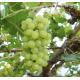 (沒認證)_高山香印葡萄 Green grapes