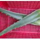 有機蘆薈 Aloe vera