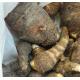 (大)芋頭 Taro