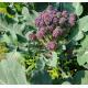 有機(紫色)西蘭花芽 Baby Broccoli