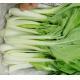 有機(高)白菜 Chinese white cabbage