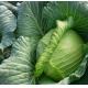 有機_(扁)椰菜 Green Cabbage