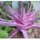 芥蘭頭(紫色) Kohl Rabi
