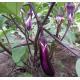 有機(紫)茄子 Eggplant