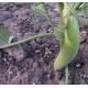 青色茄子 Green Eggplant