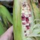 有機_(糯米)甜粟米 Sweet Corn