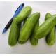 有機_(細細條)水果青瓜  Cucumber