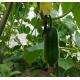 節瓜 Wax gourd