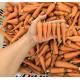 有機_手指甘筍 Finger Carrot