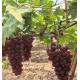 (本地種植沒認證)_(五月玫瑰)提子 Grape