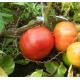 番茄 Tomato