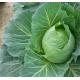 有機(尖)椰菜  Cabbage